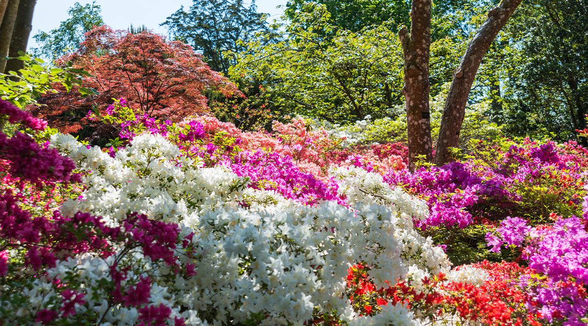 Visitez les sublimes jardins d’Exbury dans la New Forest